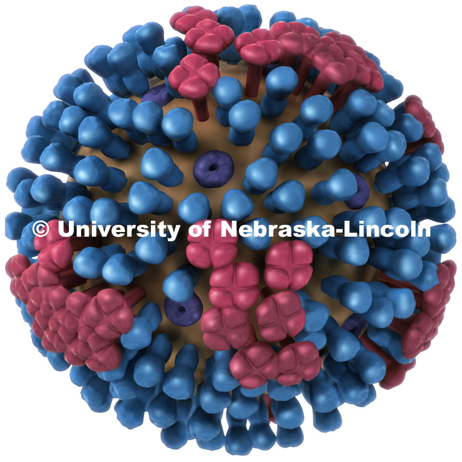 Content Provider: CDC/Douglas Jordan 2009This picture provides a 3D graphical representation of a generic influenza virion’s ultrastructure, and is not specific to a seasonal, avian or 2009 H1N1 virus. See PHIL 11822 for a view of this virus in which a portion of the virion’s protein coat, or “capsid”, has been cut away, revealing its inner nucleic acid core proteins, as well as a key identifying the organism’s protein constituents.<p></b>There are three types of influenza viruses: A, B and C. Human influenza A and B viruses cause seasonal epidemics of disease almost every winter in the United States. The emergence of a new and very different influenza virus to infect people can cause an influenza pandemic. Influenza type C infections cause a mild respiratory illness and are not thought to cause epidemics.Influenza A viruses are divided into subtypes based on two proteins on the surface of the virus: the hemagglutinin (H), and the neuraminidase (N). There are 16 different hemagglutinin subtypes and 9 different neuraminidase subtypes. Influenza A viruses can be further broken down into different strains. Current subtypes of influenza A viruses found in people are influenza A (H1N1) and influenza A (H3N2) viruses. In the spring of 2009, a new influenza A (H1N1) virus emerged to cause illness in people. This virus was very different from regular human influenza A (H1N1) viruses and the new virus has caused an influenza pandemic.<p>Influenza B viruses are not divided into subtypes. Influenza B viruses also can be further broken down into different strains.